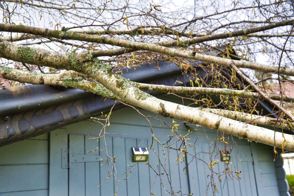 5 big birch trees on a roof