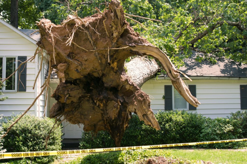 Uprooted tree on the roof of a house